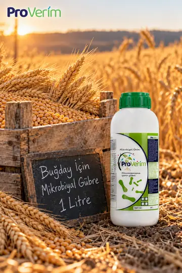 Buğday için Proverim mikrobiyal gübre