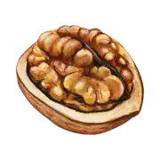 Ceviz