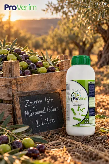 Zeytin için Proverim mikrobiyal gübre