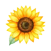 Ayçiçeği